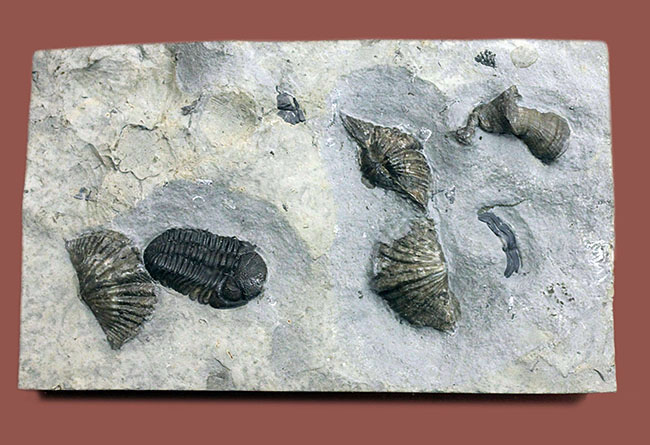 デボン紀の海が化石となって蘇る！ニューヨーク産ファプコス・ラナ三葉虫と腕足類、サンゴのマルチプレート標本（その10）