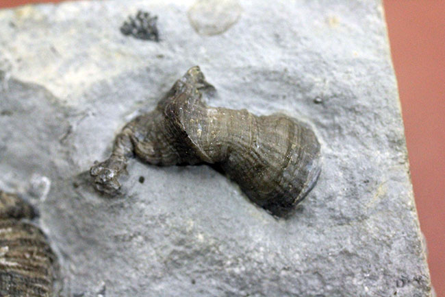 デボン紀の海が化石となって蘇る！ニューヨーク産ファプコス・ラナ三葉虫と腕足類、サンゴのマルチプレート標本（その11）