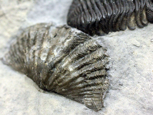 デボン紀の海が化石となって蘇る！ニューヨーク産ファプコス・ラナ三葉虫と腕足類、サンゴのマルチプレート標本（その12）