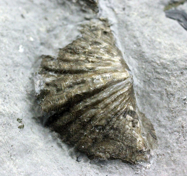 デボン紀の海が化石となって蘇る！ニューヨーク産ファプコス・ラナ三葉虫と腕足類、サンゴのマルチプレート標本（その13）