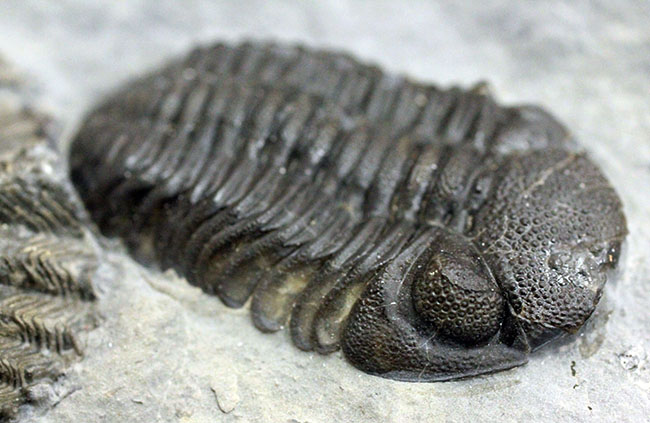 デボン紀の海が化石となって蘇る！ニューヨーク産ファプコス・ラナ三葉虫と腕足類、サンゴのマルチプレート標本（その14）
