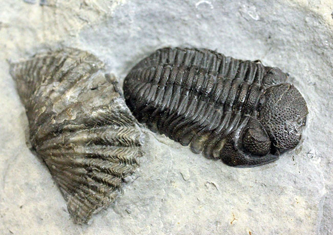 デボン紀の海が化石となって蘇る！ニューヨーク産ファプコス・ラナ三葉虫と腕足類、サンゴのマルチプレート標本（その16）
