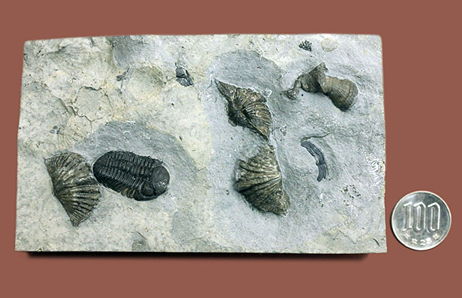 デボン紀の海が化石となって蘇る！ニューヨーク産ファプコス・ラナ三葉虫と腕足類、サンゴのマルチプレート標本（その17）