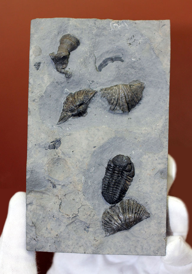 デボン紀の海が化石となって蘇る！ニューヨーク産ファプコス・ラナ三葉虫と腕足類、サンゴのマルチプレート標本（その2）