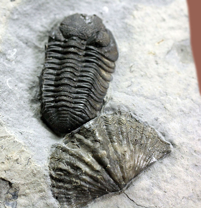 デボン紀の海が化石となって蘇る！ニューヨーク産ファプコス・ラナ三葉虫と腕足類、サンゴのマルチプレート標本（その3）