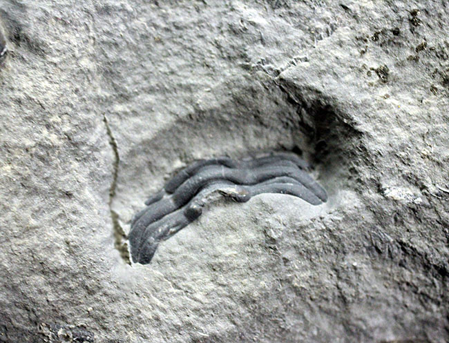 デボン紀の海が化石となって蘇る！ニューヨーク産ファプコス・ラナ三葉虫と腕足類、サンゴのマルチプレート標本（その4）
