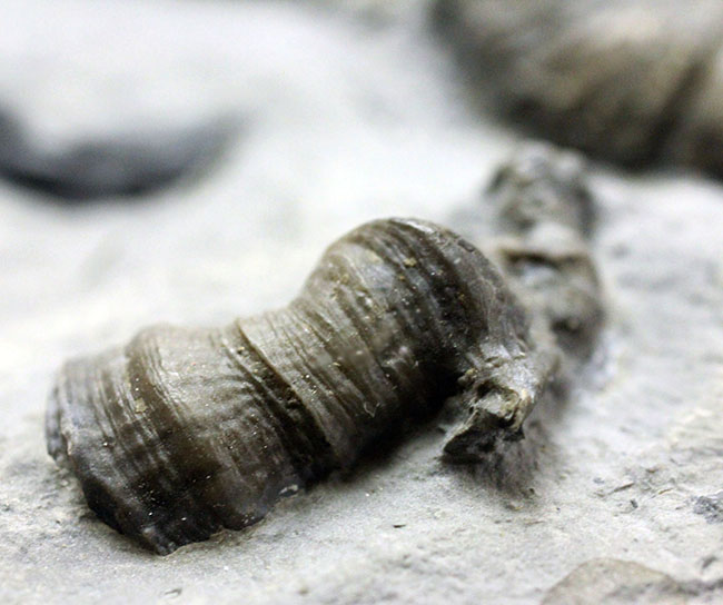 デボン紀の海が化石となって蘇る！ニューヨーク産ファプコス・ラナ三葉虫と腕足類、サンゴのマルチプレート標本（その5）