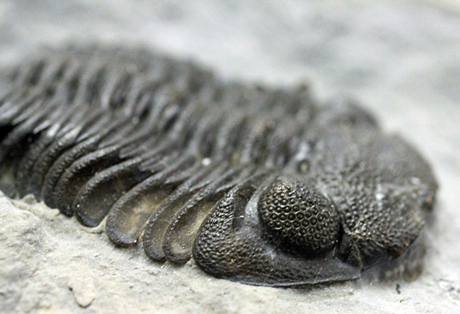 デボン紀の海が化石となって蘇る！ニューヨーク産ファプコス・ラナ三葉虫と腕足類、サンゴのマルチプレート標本（その7）