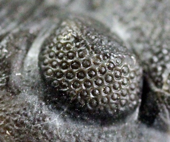 デボン紀の海が化石となって蘇る！ニューヨーク産ファプコス・ラナ三葉虫と腕足類、サンゴのマルチプレート標本（その8）