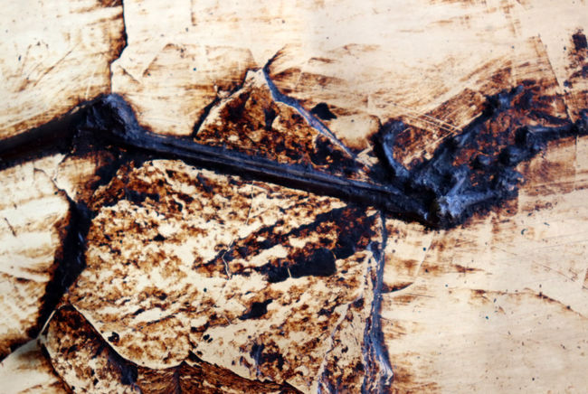 Ｘ線CT写真付き、ウルトラレア！博物館級５０００万年前ドイツ・メッセル・ピット産の鳥（Bird）の化石。貴重なオールドコレクション（その10）