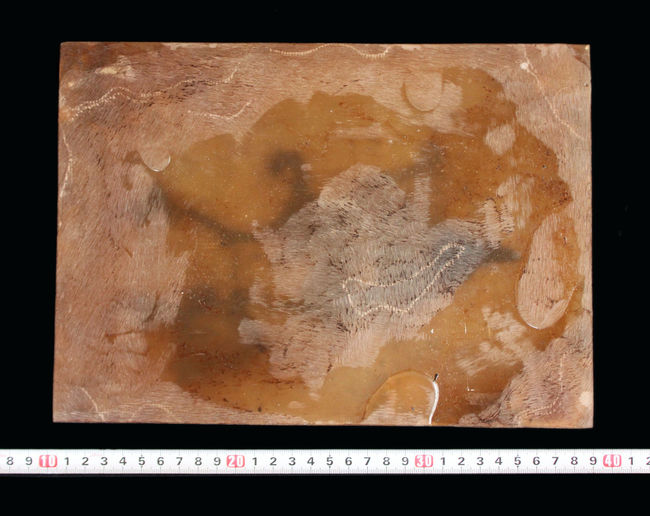 Ｘ線CT写真付き、ウルトラレア！博物館級５０００万年前ドイツ・メッセル・ピット産の鳥（Bird）の化石。貴重なオールドコレクション（その12）