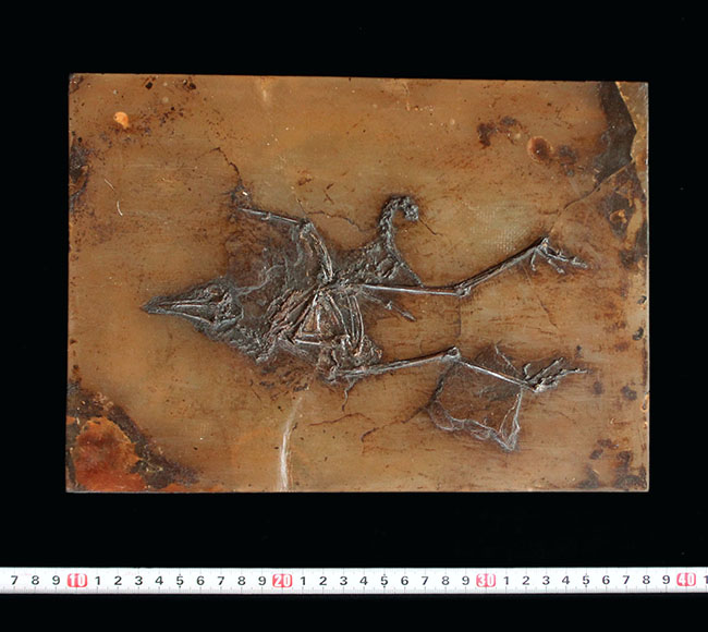 X線CT写真付き、ウルトラレア!博物館級5000万年前ドイツ・メッセル・ピット産の鳥(Bird)の化石。貴重なオールドコレクション(その13)