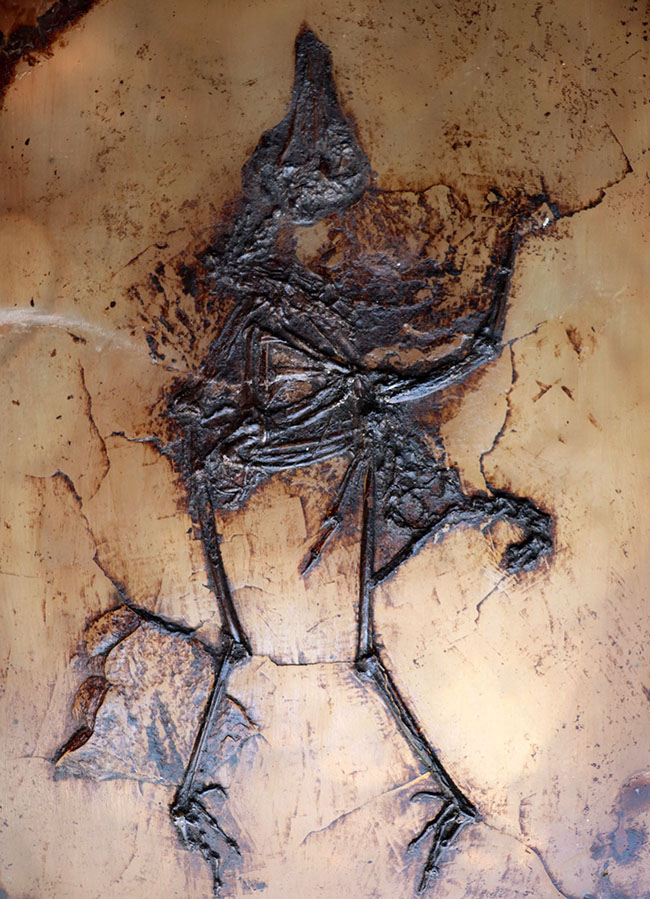 X線CT写真付き、ウルトラレア!博物館級5000万年前ドイツ・メッセル・ピット産の鳥(Bird)の化石。貴重なオールドコレクション(その14)