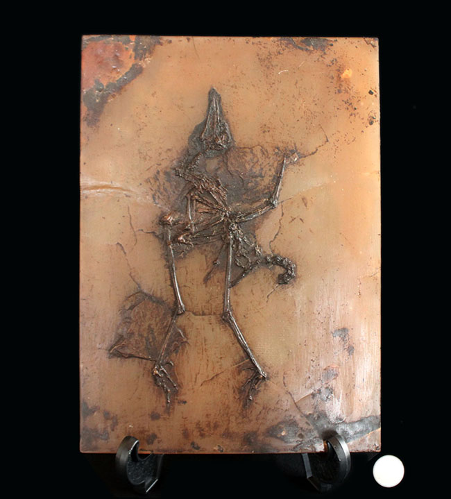 X線CT写真付き、ウルトラレア!博物館級5000万年前ドイツ・メッセル・ピット産の鳥(Bird)の化石。貴重なオールドコレクション(その15)