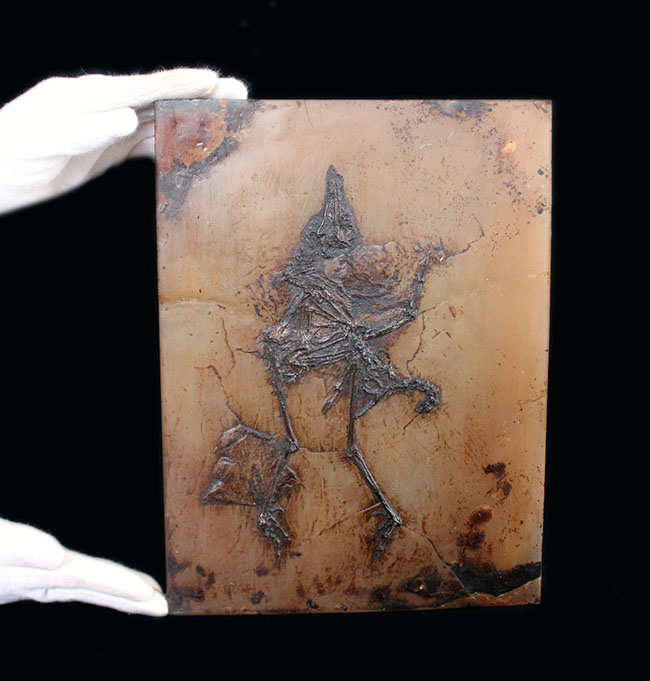 Ｘ線CT写真付き、ウルトラレア！博物館級５０００万年前ドイツ・メッセル・ピット産の鳥（Bird）の化石。貴重なオールドコレクション（その2）