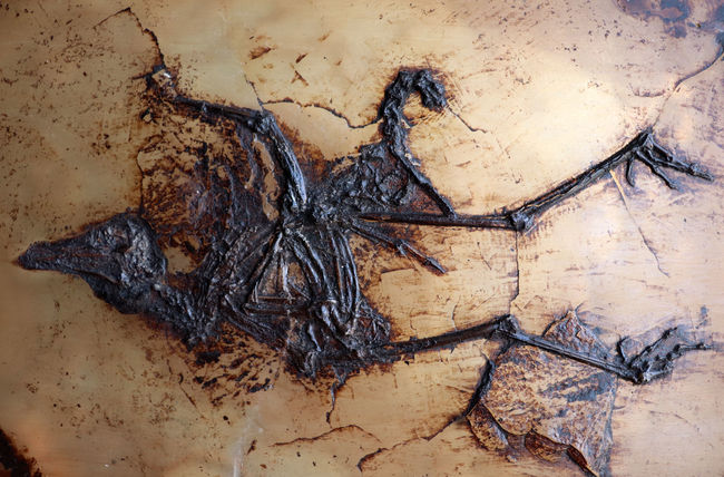 Ｘ線CT写真付き、ウルトラレア！博物館級５０００万年前ドイツ・メッセル・ピット産の鳥（Bird）の化石。貴重なオールドコレクション（その3）