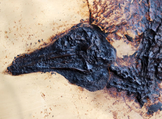 X線CT写真付き、ウルトラレア!博物館級5000万年前ドイツ・メッセル・ピット産の鳥(Bird)の化石。貴重なオールドコレクション(その4)
