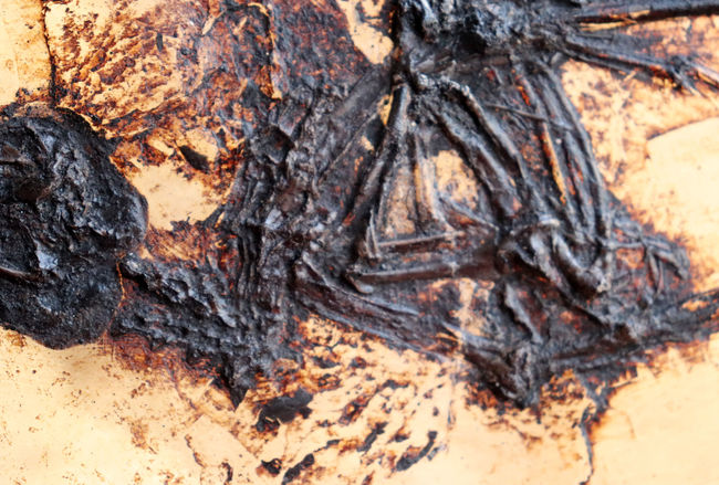 X線CT写真付き、ウルトラレア！博物館級5000万年前ドイツ