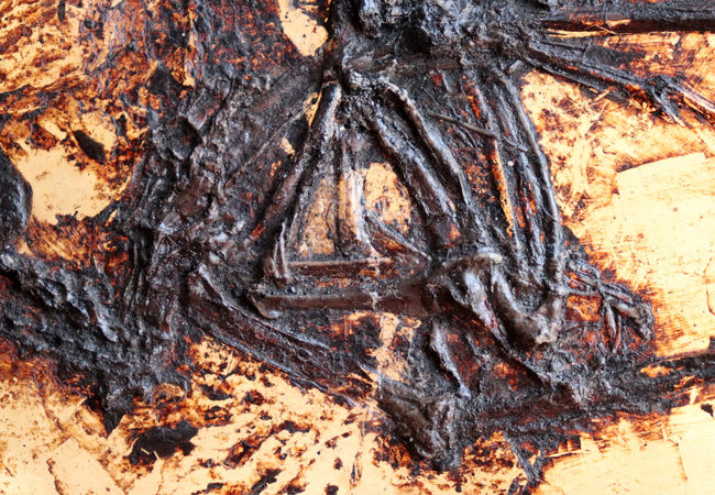 X線CT写真付き、ウルトラレア!博物館級5000万年前ドイツ・メッセル・ピット産の鳥(Bird)の化石。貴重なオールドコレクション(その7)