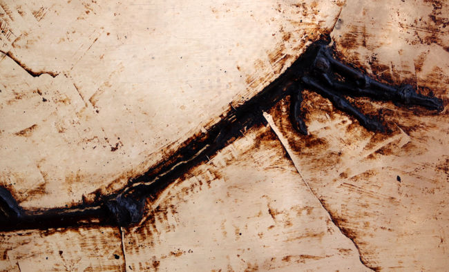 Ｘ線CT写真付き、ウルトラレア！博物館級５０００万年前ドイツ・メッセル・ピット産の鳥（Bird）の化石。貴重なオールドコレクション（その9）