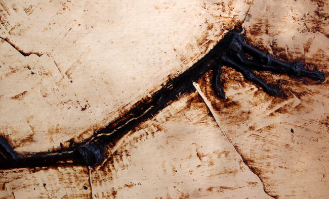 X線CT写真付き、ウルトラレア!博物館級5000万年前ドイツ・メッセル・ピット産の鳥(Bird)の化石。貴重なオールドコレクション(その9)