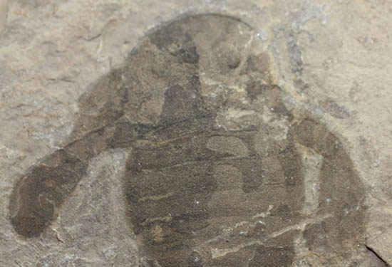 輪郭くっきり!レアゆえに入手しにくい。ウミサソリ、ユーリプテルス(Eurypterus sp.)(その2)