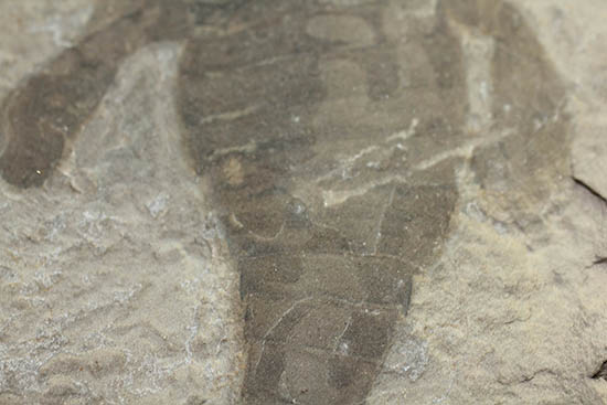 輪郭くっきり!レアゆえに入手しにくい。ウミサソリ、ユーリプテルス(Eurypterus sp.)(その3)