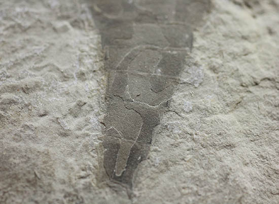 輪郭くっきり!レアゆえに入手しにくい。ウミサソリ、ユーリプテルス(Eurypterus sp.)(その4)