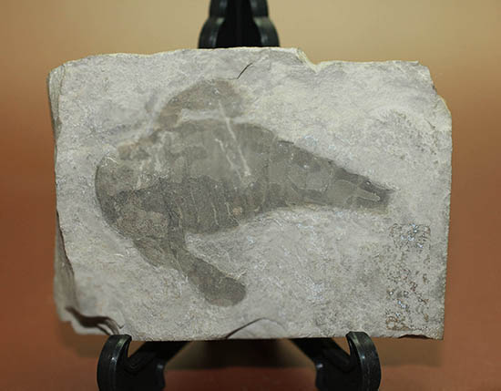 輪郭くっきり!レアゆえに入手しにくい。ウミサソリ、ユーリプテルス(Eurypterus sp.)(その5)