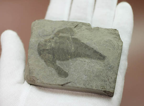 輪郭くっきり!レアゆえに入手しにくい。ウミサソリ、ユーリプテルス(Eurypterus sp.)(その6)