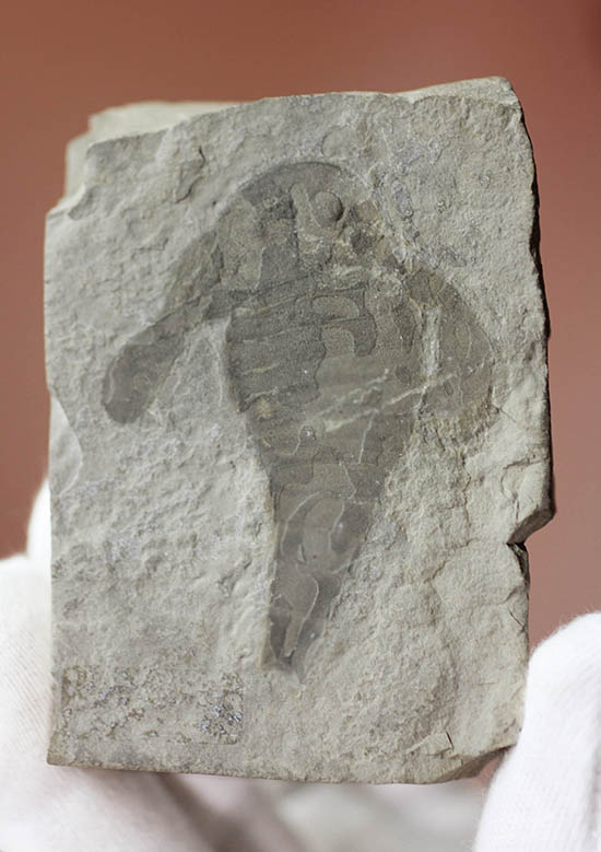 輪郭くっきり!レアゆえに入手しにくい。ウミサソリ、ユーリプテルス(Eurypterus sp.)(その8)