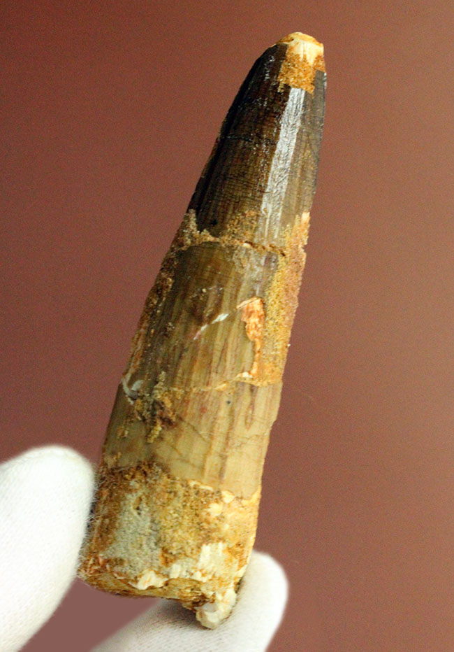 白亜紀のフィッシュイーター、スピノサウルス(Spinosaurus)の歯化石(その1)