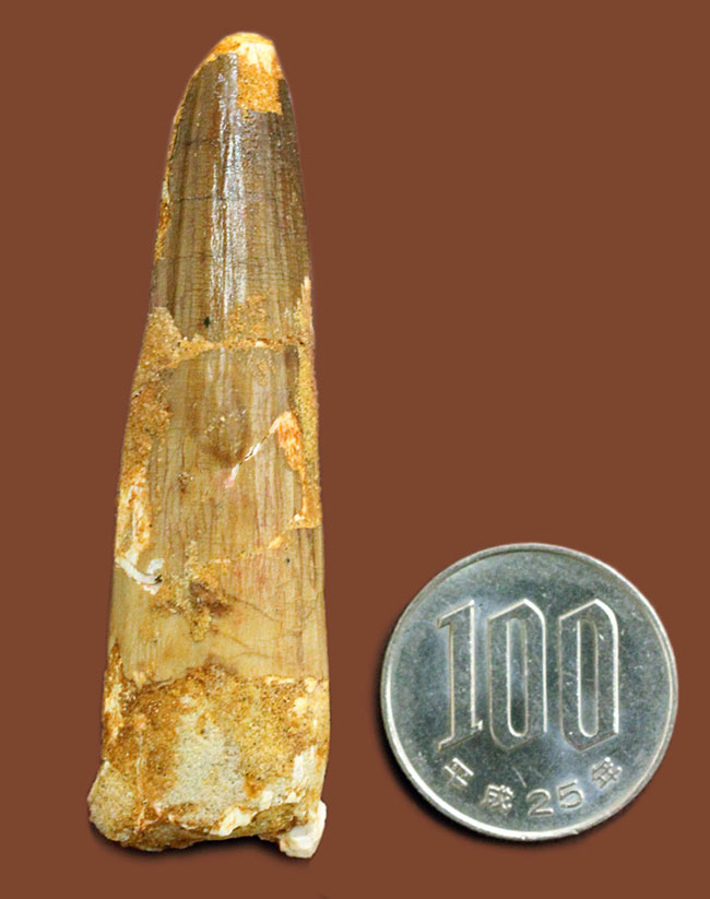 白亜紀のフィッシュイーター、スピノサウルス(Spinosaurus)の歯化石(その11)