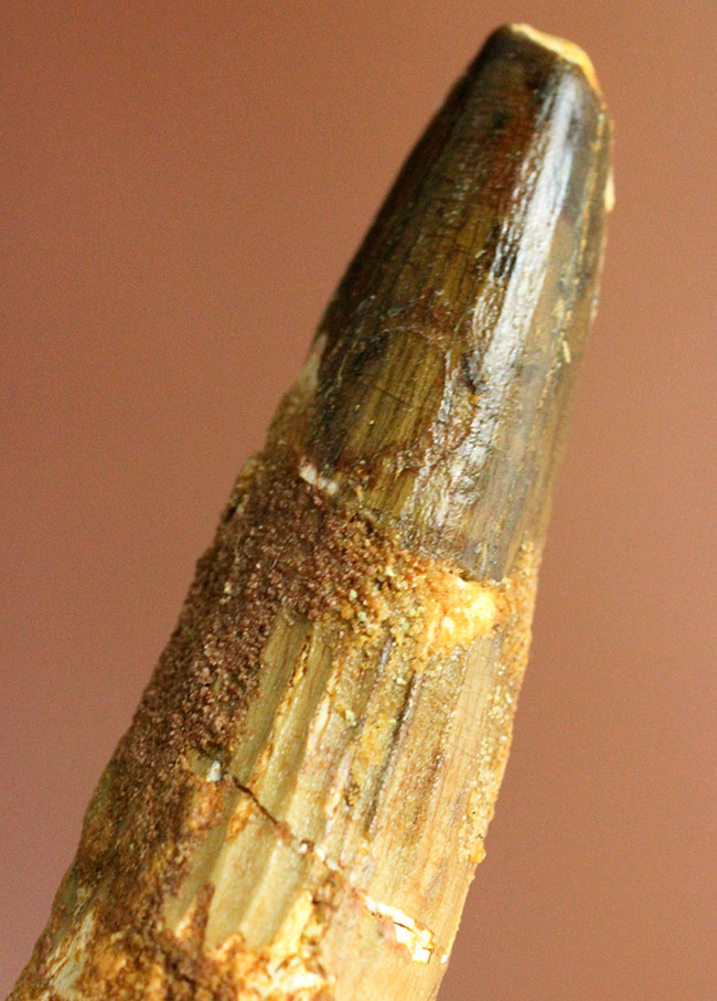 白亜紀のフィッシュイーター、スピノサウルス(Spinosaurus)の歯化石(その8)