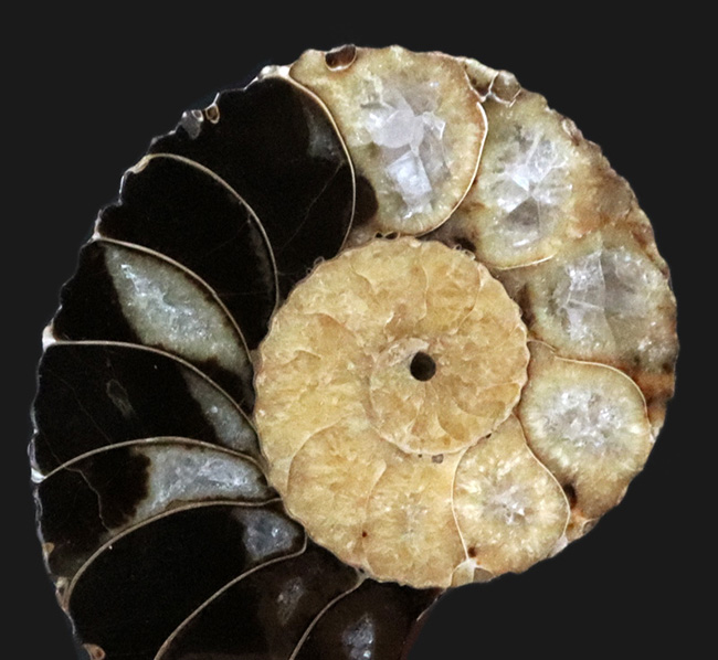 アンモナイトの最終進化系の一つ!白亜紀後期のアンモナイト、クリオスカフィテス(Clioscaphites)のハーフカット標本(その1)