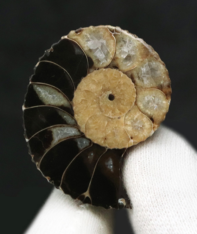 アンモナイトの最終進化系の一つ!白亜紀後期のアンモナイト、クリオスカフィテス(Clioscaphites)のハーフカット標本(その2)