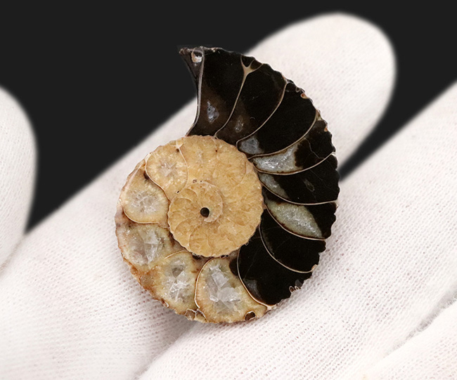 アンモナイトの最終進化系の一つ!白亜紀後期のアンモナイト、クリオスカフィテス(Clioscaphites)のハーフカット標本(その3)