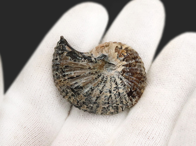 アンモナイトの最終進化系の一つ!白亜紀後期のアンモナイト、クリオスカフィテス(Clioscaphites)のハーフカット標本(その4)