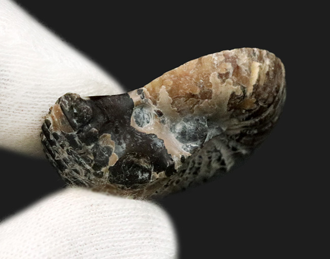 アンモナイトの最終進化系の一つ!白亜紀後期のアンモナイト、クリオスカフィテス(Clioscaphites)のハーフカット標本(その5)