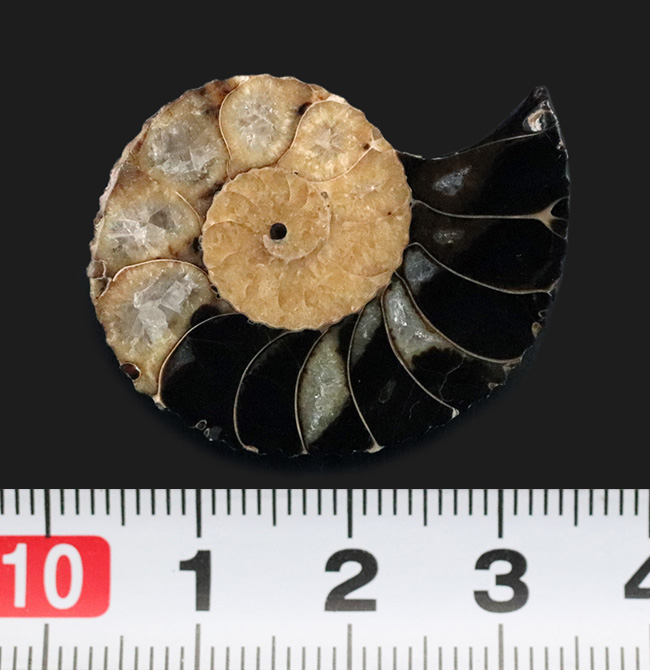 アンモナイトの最終進化系の一つ!白亜紀後期のアンモナイト、クリオスカフィテス(Clioscaphites)のハーフカット標本(その6)