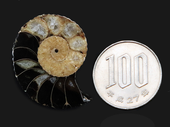 アンモナイトの最終進化系の一つ!白亜紀後期のアンモナイト、クリオスカフィテス(Clioscaphites)のハーフカット標本(その7)