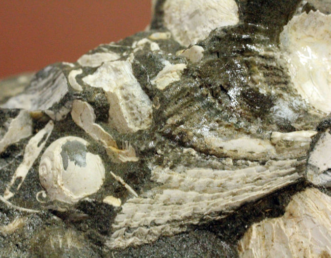 中新世前期の富山県の地層から採集された貝類の化石。マテ貝あり。（その10）