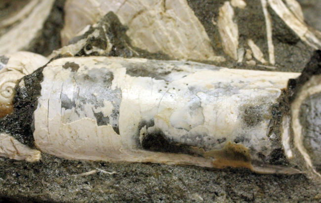 中新世前期の富山県の地層から採集された貝類の化石。マテ貝あり。（その11）
