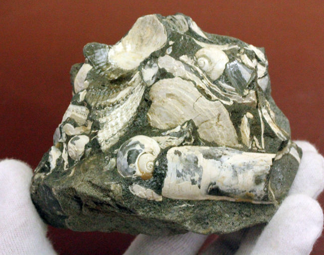 中新世前期の富山県の地層から採集された貝類の化石。マテ貝あり。（その12）