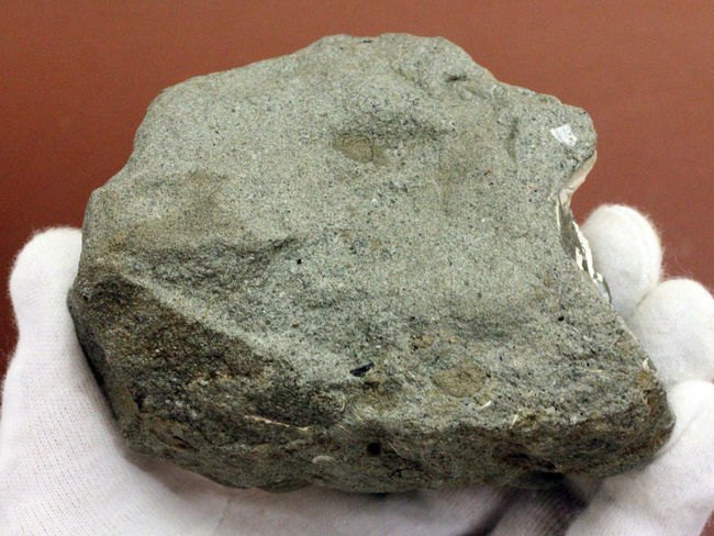 中新世前期の富山県の地層から採集された貝類の化石。マテ貝あり。（その13）
