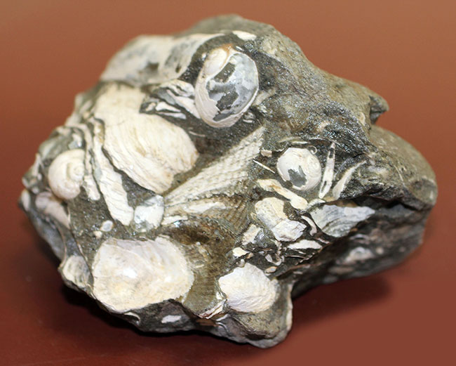 中新世前期の富山県の地層から採集された貝類の化石。マテ貝あり。（その14）