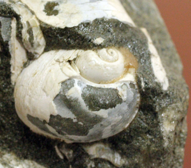 中新世前期の富山県の地層から採集された貝類の化石。マテ貝あり。（その2）
