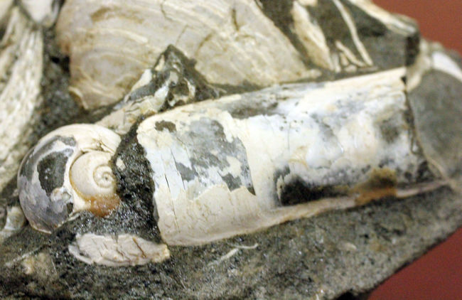中新世前期の富山県の地層から採集された貝類の化石。マテ貝あり。（その3）