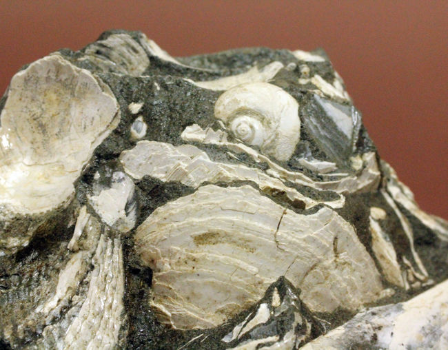 中新世前期の富山県の地層から採集された貝類の化石。マテ貝あり。（その4）
