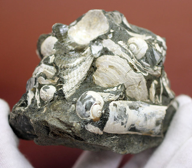 中新世前期の富山県の地層から採集された貝類の化石。マテ貝あり。（その5）